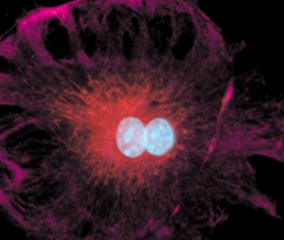multicolor stained cell endothelial cell with labeled desmin (purple), labeled endogenous biotin (red) and DNA (white)