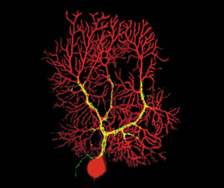 Neurons stained with dextran and Alexa Fluor 568 Hydrazide Microscopic view of neurons stained with red polar tracer and green dextran probe showing co-localization in yellow