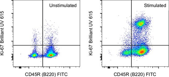 Intracellular staining of mouse splenocytes with Brilliant Ultra Violet 615 Dot plot of Ki-67 BUV615 vs CD45R (B220) FITC in unstimulated and stimulated cells