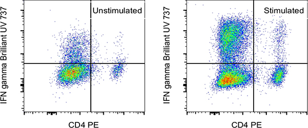 Intracellular staining of mouse splenocytes with Brilliant Ultra Violet 737 Dot plot of IFN-gamma-BUV737 vs CD4-PE in unstimulated and stimulated cells