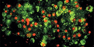 propidium-iodide-data-s001710 碘化丙啶