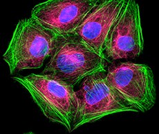 Qdot 655 探针 Qdot 655 探针