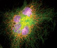 Qdot 探针和配件 Qdot 探针和配件