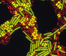 微生物分析 细菌的显微图像
