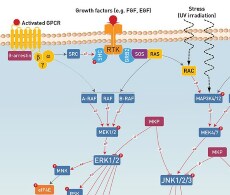 cell-signaling-sho cell-signaling-sho