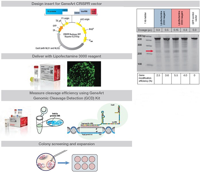 data showing cleavage efficiency of CRISPR vectors data showing cleavage efficiency of CRISPR vectors