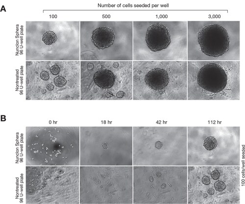 Nunclon Sphera培养板相对于未处理培养板和含甲基纤维素的培养基的优势 Nunclon Sphera培养板相对于未处理培养板和含甲基纤维素的培养基的优势