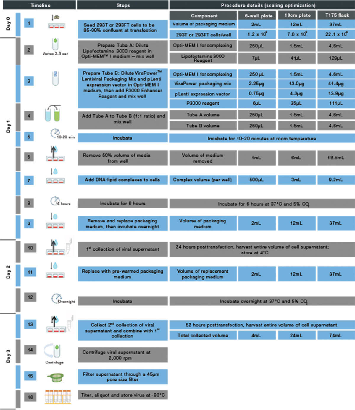 使用Lipofectamine 3000试剂提高慢病毒生产效率-赛默飞 | Thermo Fisher Scientific - CN