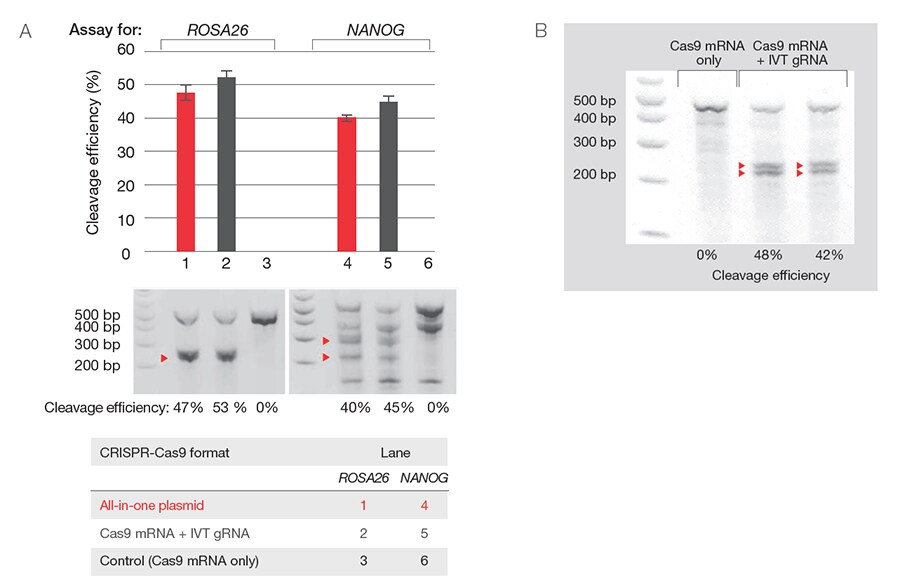 Lipofectamine MessengerMAX reagent enables efficient genome editing using the CRISPR-Cas9 system Lipofectamine MessengerMAX reagent enables efficient genome editing using the CRISPR-Cas9 system