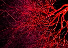 血管内皮生长因子(VEGF)刺激血管生成 血管内皮生长因子(VEGF)刺激血管生成