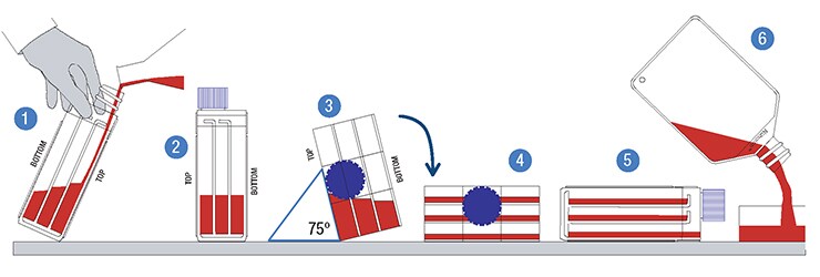 TripleFlask 培养技术 介绍如何充分使用 Thermo Fisher TripleFlask 培养瓶的信息图