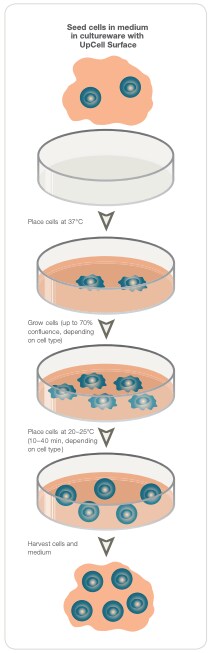 UpCell surfaces for single cell harvesting Step by step instructional on how to harvest single cells with UpCell cultureware