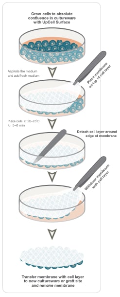 UpCell surfaces for cell-sheet harvesting Step by step instructional on how to harvest cell sheets with UpCell cultureware