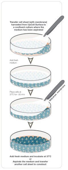 UpCell surfaces for cell-sheet engineering Step by step instructional on how to engineer cell sheets with UpCell cultureware
