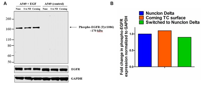 Western blot results of protein expression in A549 cells when grown on Nunclon Delta or on Corning TC surface and Protein expression results in A549 cells when grown on Nunclon Delta or on Corning TC surface Western blot image showing location of phospho-EGFR protein when grown on Nunclon Delta or on Corning TC surface and Bar chart showing fold change in phospho-EGFR expression in A549 cells when grown on Nunclon Delta or on Corning TC surface