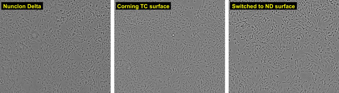 microscopic views of PC-3 cells grown on Nunclon Delta or on Corning TC surface brightfield images of PC-3 cells grown on Nunclon Delta surface, on Corning TC surface, or on Nunclon Delta surface after previous growth on Corning TC surface