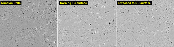 microscopic views of Cos-7 cells grown on Nunclon Delta or on Corning TC surface rightfield images of Cos-7 cells grown on Nunclon Delta surface, on Corning TC surface, or on Nunclon Delta surface after previous growth on Corning TC surface
