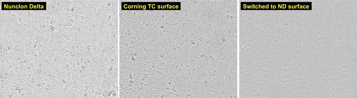 microscopic views of HT-29 cells grown on Nunclon Delta or on Corning TC surface brightfield images of HT-29 cells grown on Nunclon Delta surface, on Corning TC surface, or on Nunclon Delta surface after previous growth on Corning TC surface