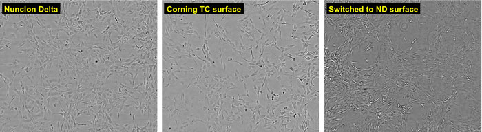 microscopic views of NIH3T3 cells grown on Nunclon Delta or on Corning TC surface brightfield images of NIH3T3 cells grown on Nunclon Delta surface, on Corning TC surface, or on Nunclon Delta surface after previous growth on Corning TC surface