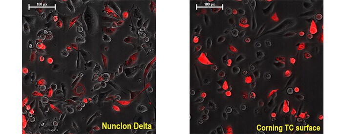 microscopic views of HeLa cells grown on Nunclon Delta or on Corning TC surface fluorescence images of HeLa cells grown on Nunclon Delta or on Corning TC surface