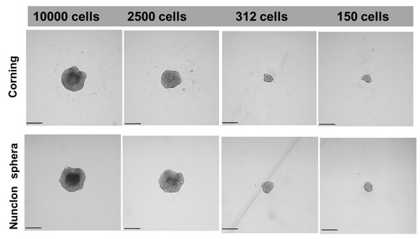 LNCaP spheroid generation results Brightfield microscope views of the spheroids that result from seeding a range of LNCaP cells from 150 to 10000
