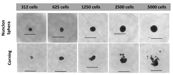 HepG2 spheroid generation results Brightfield microscope views of the spheroids that result from seeding a range of HepG2 cells from 312 to 5000
