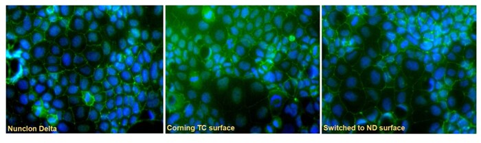 microscopic views of Caco-2 cells grown on Nunclon Delta or on Corning TC surface fluorescence microscopy images of Caco-2 cells grown on Nunclon Delta surface, on Corning TC surface, or on Nunclon Delta surface after previous growth on Corning TC surface