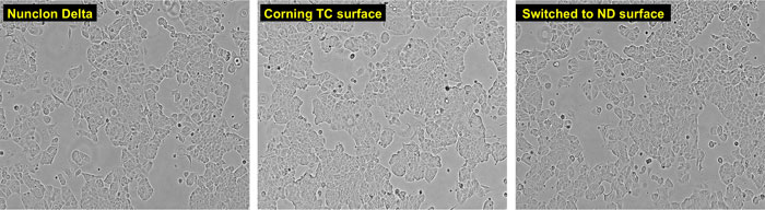 microscopic views of MCF-7 cells grown on Nunclon Delta or on Corning TC surface brightfield images of MCF-7 cells grown on Nunclon Delta surface, on Corning TC surface, or on Nunclon Delta surface after previous growth on Corning TC surface
