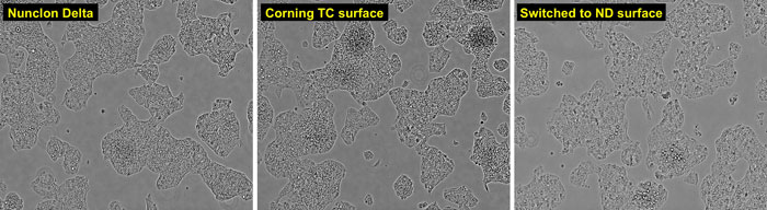 microscopic views of HepG2 cells grown on Nunclon Delta or on Corning TC surface brightfield images of HepG2 cells grown on Nunclon Delta surface, on Corning TC surface, or on Nunclon Delta surface after previous growth on Corning TC surface