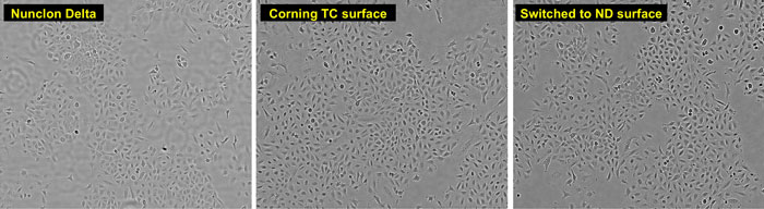 microscopic views of A549 cells grown on Nunclon Delta or on Corning TC surface brightfield images of A549 cells grown on Nunclon Delta surface, on Corning TC surface, or on Nunclon Delta surface after previous growth on Corning TC surface