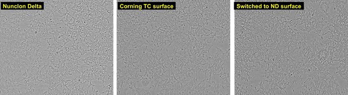 microscopic views of HEK293 cells grown on Nunclon Delta or on Corning TC surface brightfield images of HEK293 cells grown on Nunclon Delta surface, on Corning TC surface, or on Nunclon Delta surface after previous growth on Corning TC surface