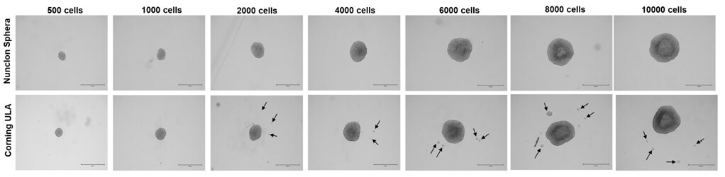 TD47 spheroid generation results Brightfield microscope views of the spheroids that result from seeding a range of TD47 cells from 500 to 10000