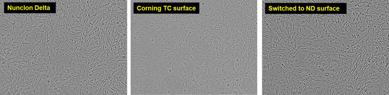 microscopic views of MDCK cells grown on Nunclon Delta or on Corning TC surface brightfield images of MDCK cells grown on Nunclon Delta surface, on Corning TC surface, or on Nunclon Delta surface after previous growth on Corning TC surface