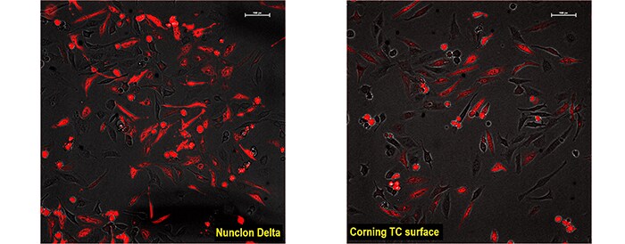 microscopic views of HeLa cells grown on Nunclon Delta or on Corning TC surface fluorescence images of HeLa cells grown on Nunclon Delta or on Corning TC surface