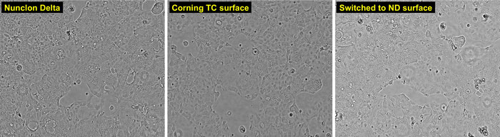 microscopic views of Caco-2 cells grown on Nunclon Delta or on Corning TC surface brightfield images of Caco-2 cells grown on Nunclon Delta surface, on Corning TC surface, or on Nunclon Delta surface after previous growth on Corning TC surface