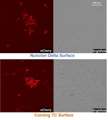 Fluorescent protein expression in CHO-K1 cells when grown on Nunclon Delta or on Corning TC surface Brightfield and fluorescence images showing CHO-K1 cells and mCherry fluorescent protein localization