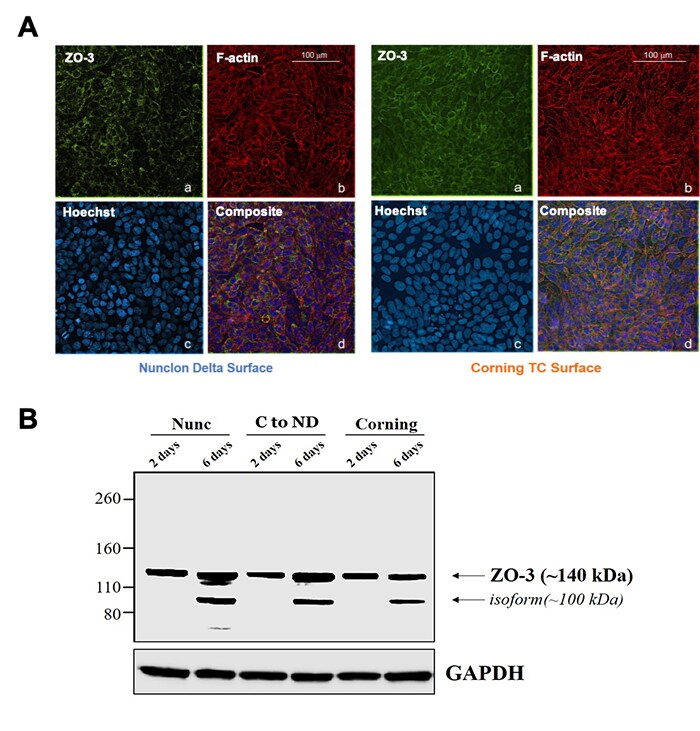 Microscopic views of HT-29 cells when grown on Nunclon Delta or on Corning TC surface and Western blot results of protein expression in HT-29 cells when grown on Nunclon Delta or on Corning TC surface Fluorescence microscopy images of HT-29 cells stained for ZO-3 and F-actin when grown on Nunclon Delta or on Corning TC surface and Western blot image showing location of ZO-3 protein in HT-29 cells when grown on Nunclon Delta or on Corning TC surface