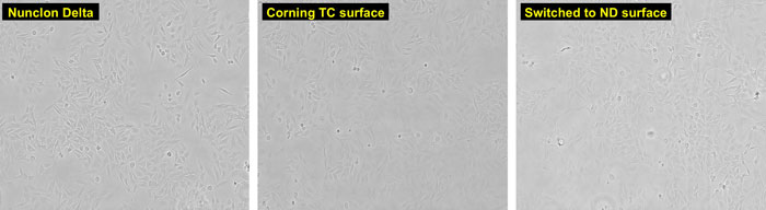 microscopic views of HeLa cells grown on Nunclon Delta or on Corning TC surface brightfield images of HeLa cells grown on Nunclon Delta surface, on Corning TC surface, or on Nunclon Delta surface after previous growth on Corning TC surface