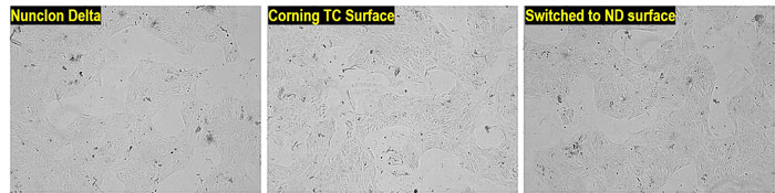 microscopic views of MCF-10A cells grown on Nunclon Delta or on Corning TC surface brightfield images of MCF-10A cells grown on Nunclon Delta surface, on Corning TC surface, or on Nunclon Delta surface after previous growth on Corning TC surface