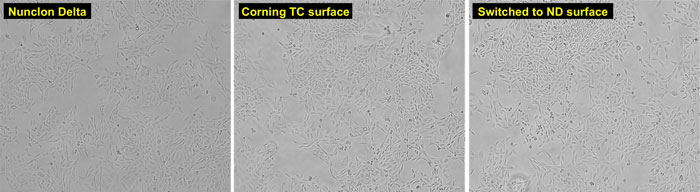 microscopic views of CHO-K1 cells grown on Nunclon Delta or on Corning TC surface brightfield images of CHO-K1 cells grown on Nunclon Delta surface, on Corning TC surface, or on Nunclon Delta surface after previous growth on Corning TC surface