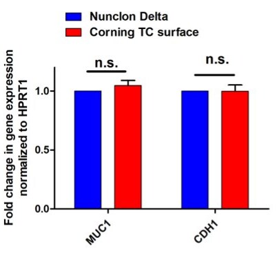 Graphed gene expression results from MDCK cells when grown on Nunclon Delta or on Corning TC surface Bar charts showing fold change in gene expression for CDH-1 and MUC1 in MDCK cells when grown on Nunclon Delta or on Corning TC surface