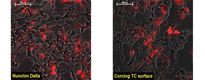 microscopic views of HEK293 cells grown on Nunclon Delta or on Corning TC surface fluorescence images of HEK293 cells grown on Nunclon Delta or on Corning TC surface
