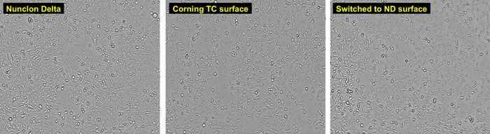 microscopic views of MDA-MB-231 cells grown on Nunclon Delta or on Corning TC surface brightfield images of MDA-MB-231 cells grown on Nunclon Delta surface, on Corning TC surface, or on Nunclon Delta surface after previous growth on Corning TC surface