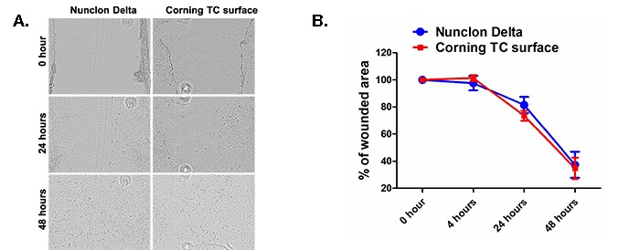 microscopic views of NIH3T3 cells grown on Nunclon Delta or on Corning TC surface at 3 time points and Graphed results of NIH3T3 wound healing over time when grown on Nunclon Delta or on Corning TC surface brightfield images of NIH3T3 cells grown on Nunclon Delta or on Corning TC surface over time following wound introduction and Line graph showing NIH3T3 percent wound area over time when grown on Nunclon Delta or on Corning TC surface