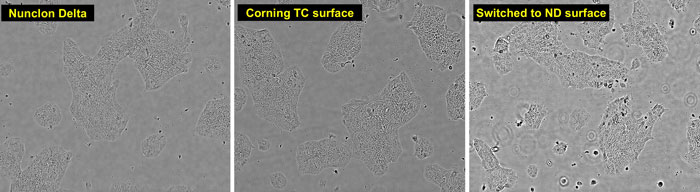 microscopic views of A431 cells grown on Nunclon Delta or on Corning TC surface brightfield images of A431 cells grown on Nunclon Delta surface, on Corning TC surface, or on Nunclon Delta surface after previous growth on Corning TC surface