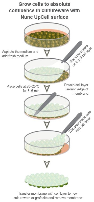 Overview of cell sheet culture and harvesting Illustration showing the basic steps for cultured cell sheet harvesting and engineering using Nunc UpCell surface