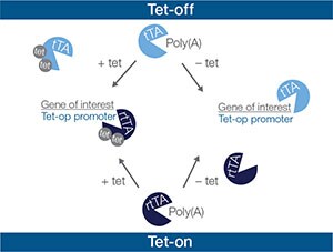 Tetracycline- (Tet-) on and off Diagram of gene expression regulation by tetracycline to show why tet-free FBS is important for use with this system