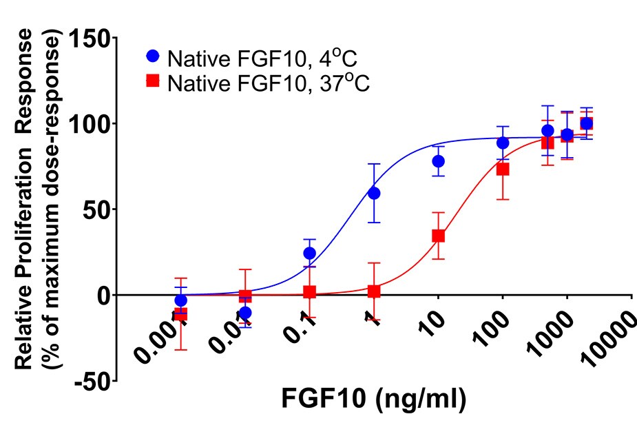 Heat Stable FGF10 data in cell proliferation study Native FGF10 proliferation response at 4 degrees C and 37 degrees C