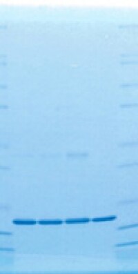 PeproGMP 人源 IL-2 细胞增殖检测结果 PeproGMP 人源 IL-2 细胞增殖检测结果