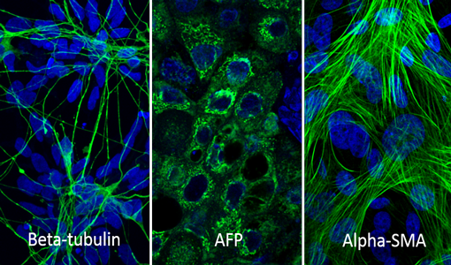 Human embryoid body differentiation cultured on Nunclon Sphera surface Microscopic view of fluorescently stained germ layers in human embryoid bodies cultured on Nunclon Sphera surface